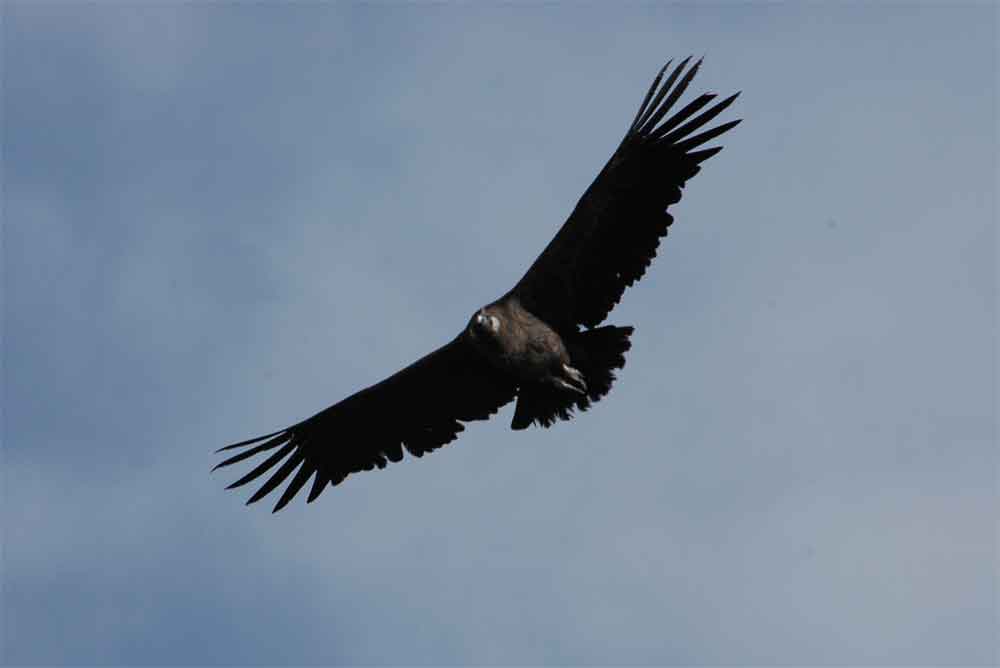 Cóndor - Cañon del Colca - Perú 4.jpg